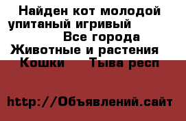 Найден кот,молодой упитаный игривый 12.03.2017 - Все города Животные и растения » Кошки   . Тыва респ.